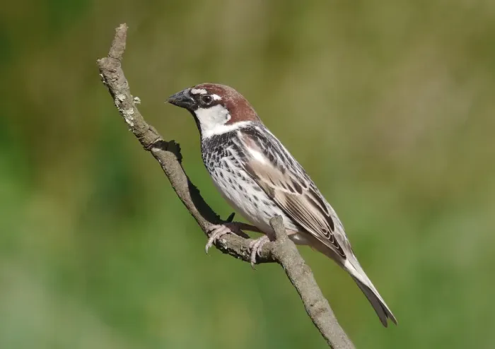 Framed Print : Spanish Sparrow (Passer hispaniolensis) adult male, perched on twig, Baracina, Portalegre District, Alentejo, Portugal, april Framed Print : Spanish Sparrow (Passer hispaniolensis) adult male, perched on twig, Baracina, Portalegre District, Alentejo, Portugal, april