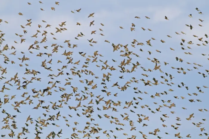 Framed Print : Spanish Sparrow (Passer hispaniolensis) winter flock, in flight, Extremadura, Spain, April
