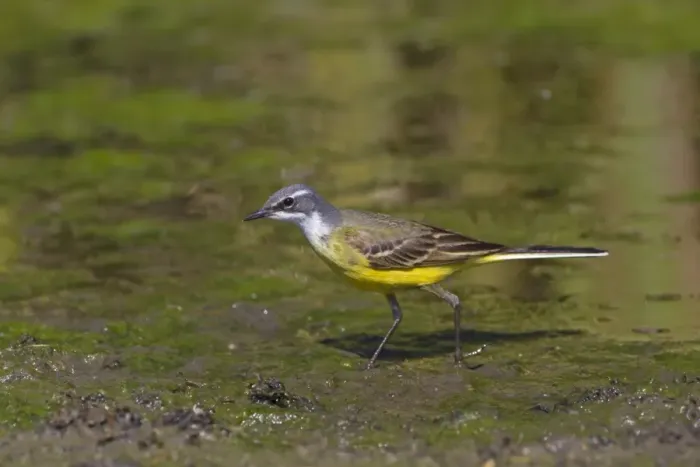 Framed Print : Spanish Wagtail (Motacilla flava iberiae) adult male, foraging on mud, Castilla y Leon, Spain, may Framed Print : Spanish Wagtail (Motacilla flava iberiae) adult male, foraging on mud, Castilla y Leon, Spain, may