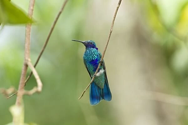 Sparkling Violet-ear (Colibri coruscans) adult male, perched on twig in montane rainforest, Andes, Ecuador, November