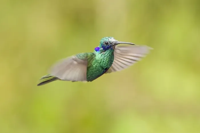 Framed Print : Sparkling Violet-ear (Colibri coruscans) adult male, in flight, hovering in montane rainforest, Andes, Ecuador Framed Print : Sparkling Violet-ear (Colibri coruscans) adult male, in flight, hovering in montane rainforest, Andes, Ecuador