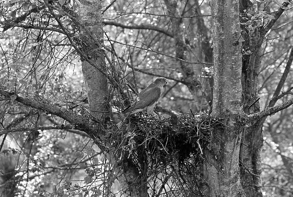 Sparrowhawk at nest, Hickling Norfolk 1941