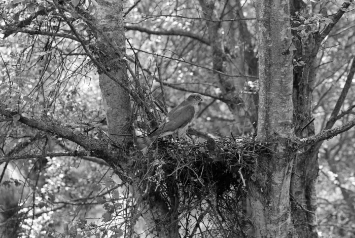 Framed Print : Sparrowhawk at nest, Hickling Norfolk 1941