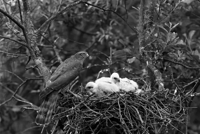 Framed Print : Sparrowhawk at nest, Hickling Norfolk 1942