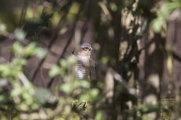 Sparrowhawk waiting in garden hedge for unsuspecting small bird