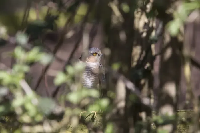 Framed Print : Sparrowhawk waiting in garden hedge for unsuspecting small bird Framed Print : Sparrowhawk waiting in garden hedge for unsuspecting small bird