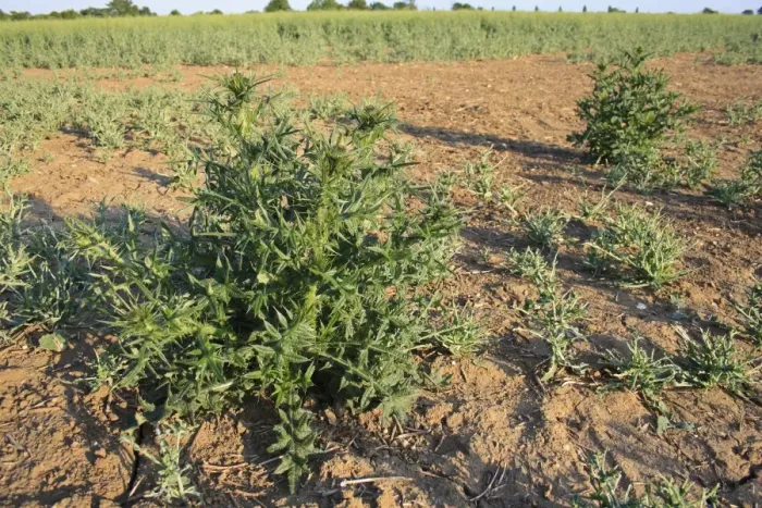 Framed Print : Spear Thistle (Cirsium vulgare) growing as weed at edge of damaged Oilseed Rape (Brassica napus) crop, Bacton, Suffolk Framed Print : Spear Thistle (Cirsium vulgare) growing as weed at edge of damaged Oilseed Rape (Brassica napus) crop, Bacton, Suffolk