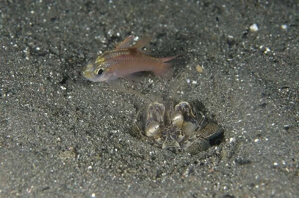 Spearing Mantis Shrimp (Lysiosquillina tredecimdentata) adult, in burrow beside unsuspecting small fish prey at night