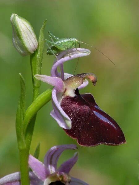 Speckled Bush-cricket (Leptophytes punctatissima) first instar young, resting on Horseshoe Orchid