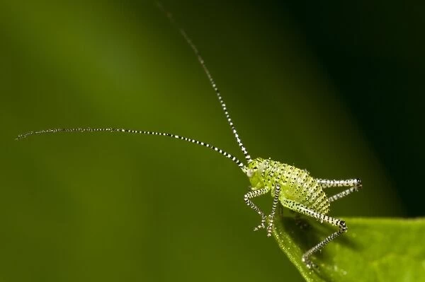 Speckled Bush-cricket (Leptophytes punctatissima) early instar nymph, standing on edge of leaf in garden, Belvedere