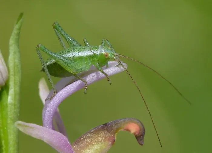 Framed Print : Speckled Bush-cricket (Leptophytes punctatissima) first instar young, resting on Horseshoe Orchid (Ophrys ferrum-equinum) flower sepals, Peloponesos, Southern Greece, april Framed Print : Speckled Bush-cricket (Leptophytes punctatissima) first instar young, resting on Horseshoe Orchid (Ophrys ferrum-equinum) flower sepals, Peloponesos, Southern Greece, april