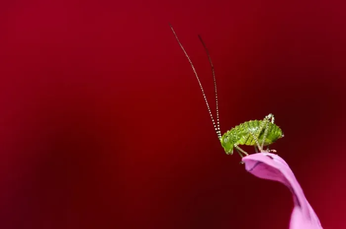 Framed Print : Speckled Bush-cricket (Leptophytes punctatissima) nymph, resting on geranium in garden, Belvedere, Bexley, Kent Framed Print : Speckled Bush-cricket (Leptophytes punctatissima) nymph, resting on geranium in garden, Belvedere, Bexley, Kent