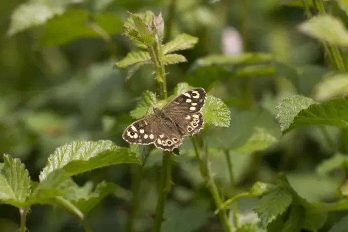 Framed Print : Speckled Wood Butterfly on bramble leaves