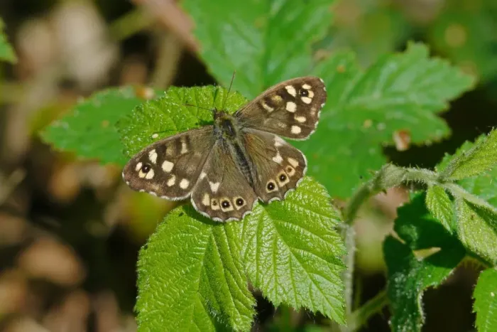 Framed Print : Speckled Wood (Parage aegeria) adult, resting on leaf, West Sussex, England, april Framed Print : Speckled Wood (Parage aegeria) adult, resting on leaf, West Sussex, England, april