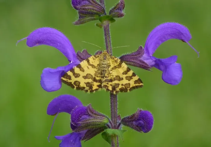 Framed Print : Speckled Yellow Moth (Pseudopanthera macularia) adult, resting on Meadow Clary (Salvia pratensis) flowers, Dolomites Framed Print : Speckled Yellow Moth (Pseudopanthera macularia) adult, resting on Meadow Clary (Salvia pratensis) flowers, Dolomites