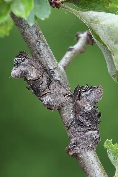 Spectacle (Abrostola tripartita) two adults, camouflaged on twig, Sheffield, South Yorkshire, England, May
