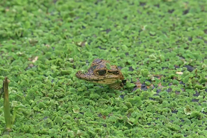 Framed Print : Spectacled Caiman (Caiman crocodilus) baby, head amongst aquatic vegetation, Trinidad, Trinidad and Tobago, April