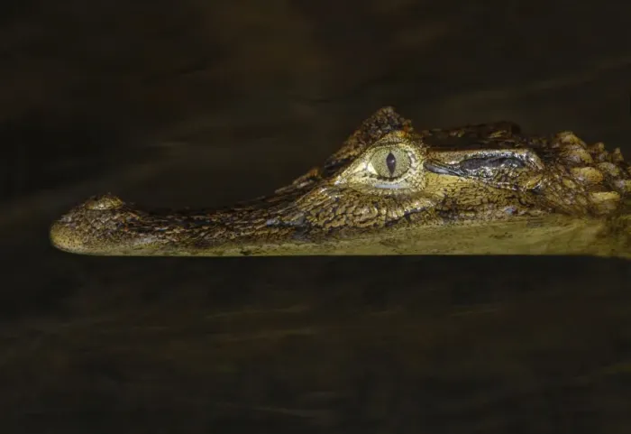 Framed Print : Spectacled Caiman (Caiman crocodilus) immature, close-up of head, at surface of water in flooded forest Framed Print : Spectacled Caiman (Caiman crocodilus) immature, close-up of head, at surface of water in flooded forest