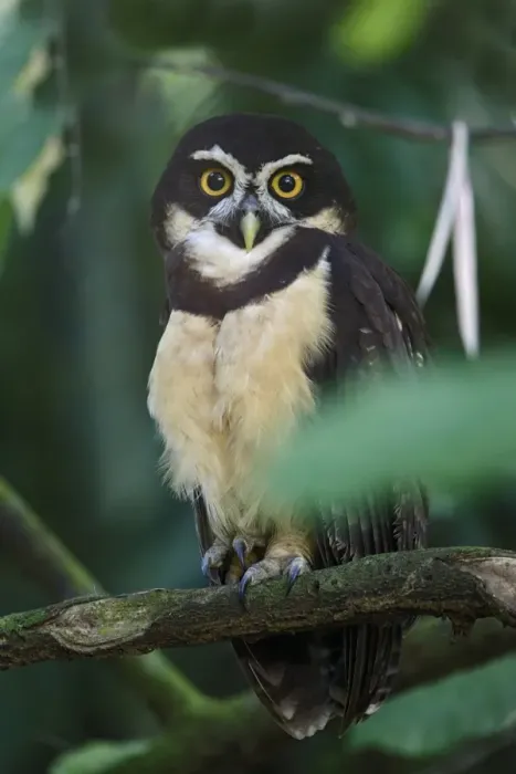 Framed Print : Spectacled Owl (Pulsatrix perspicillata) adult, perched on branch, near Sarapiqui River, Costa Rica, February Framed Print : Spectacled Owl (Pulsatrix perspicillata) adult, perched on branch, near Sarapiqui River, Costa Rica, February