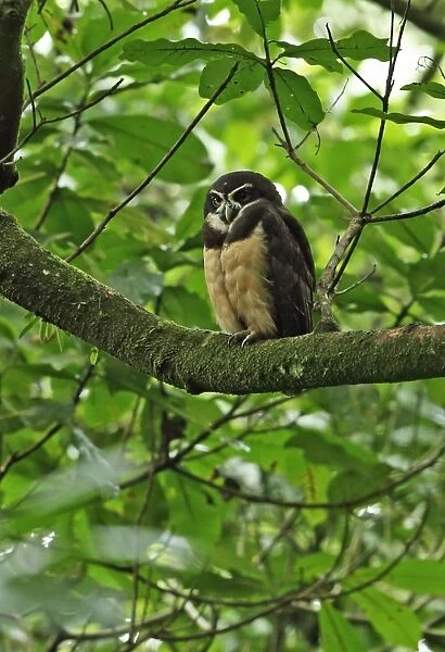 Spectacled Owl (Pulsatrix perspicillata chapmani) adult, perched on branch, El Valle, Panama, October
