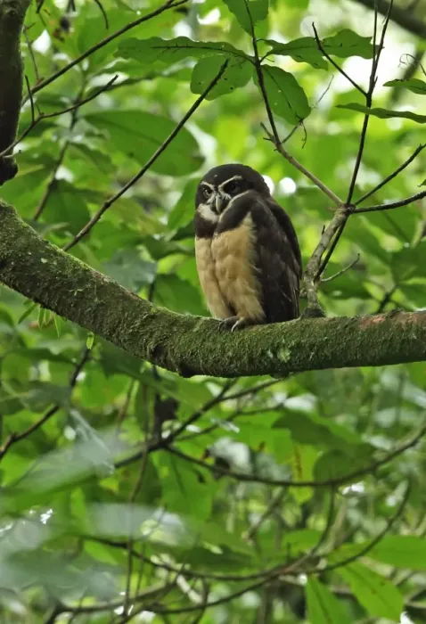 Framed Print : Spectacled Owl (Pulsatrix perspicillata chapmani) adult, perched on branch, El Valle, Panama, October Framed Print : Spectacled Owl (Pulsatrix perspicillata chapmani) adult, perched on branch, El Valle, Panama, October
