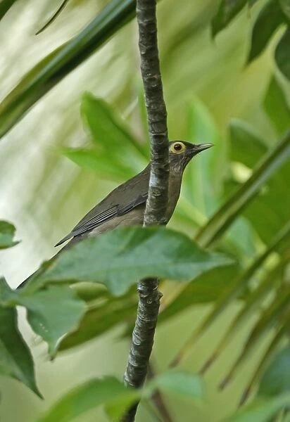 Spectacled Thrush (Turdus nudigenis nudigenis) adult, perched on branch, Fond Doux Plantation, St