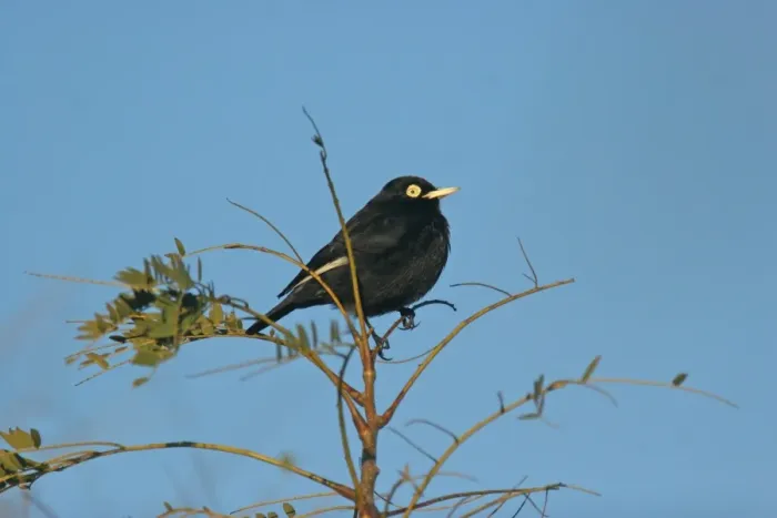 Framed Print : Spectacled Tyrant (Hymenops perspicillatus) adult male, perched on twig, Costanera Sur, Buenos Aires Province, Argentina, july Framed Print : Spectacled Tyrant (Hymenops perspicillatus) adult male, perched on twig, Costanera Sur, Buenos Aires Province, Argentina, july