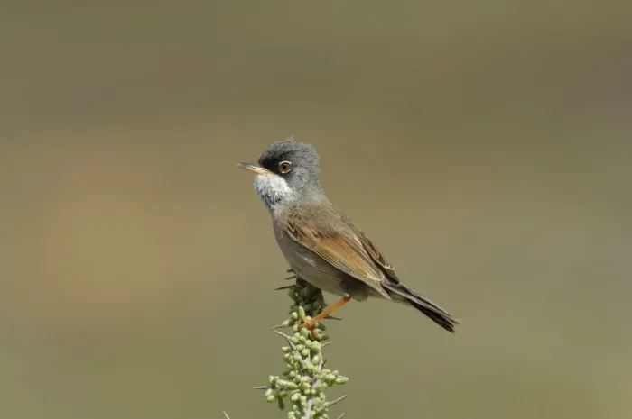 Framed Print : Spectacled Warbler (Sylvia conspicillata) adult male, perched at top of bush, Fuerteventura, Canary Islands, march Framed Print : Spectacled Warbler (Sylvia conspicillata) adult male, perched at top of bush, Fuerteventura, Canary Islands, march