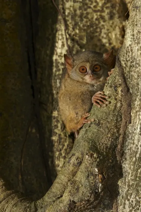 Framed Print : Spectral Tarsier (Tarsius tarsier) adult, emerging from tree hole at night, Tangkoko Reserve, Sulawesi, Indonesia Framed Print : Spectral Tarsier (Tarsius tarsier) adult, emerging from tree hole at night, Tangkoko Reserve, Sulawesi, Indonesia
