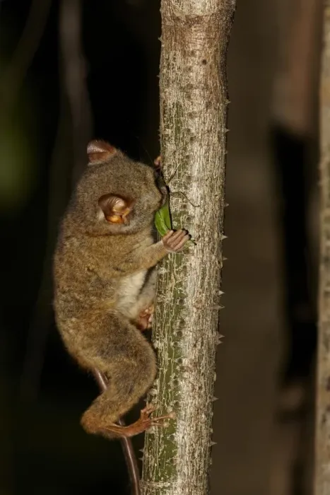 Framed Print : Spectral Tarsier (Tarsius tarsier) adult, feeding on katydid at night, Tangkoko Reserve, Sulawesi, Indonesia
