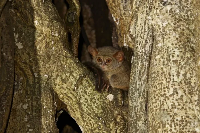 Framed Print : Spectral Tarsier (Tarsius tarsier) adult, sitting in tree at night, Tangkoko Reserve, Sulawesi, Indonesia Framed Print : Spectral Tarsier (Tarsius tarsier) adult, sitting in tree at night, Tangkoko Reserve, Sulawesi, Indonesia