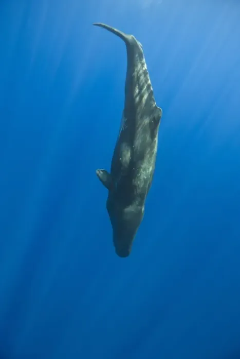 Framed Print : Sperm Whale, Physeter catodon, Azores, Atlantic Ocean, Portugal Framed Print : Sperm Whale, Physeter catodon, Azores, Atlantic Ocean, Portugal
