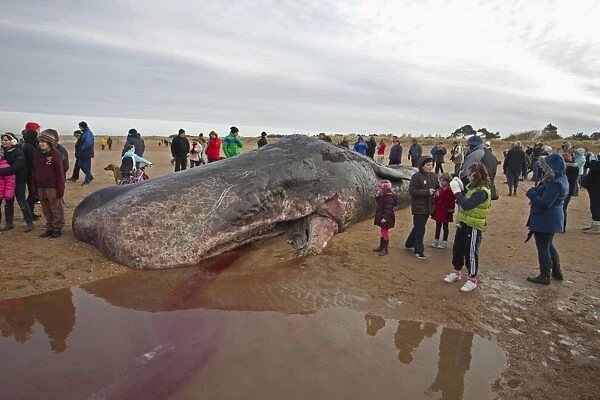 Sperm Whale (Physeter macrocephalus) dead adult, washed up on beach, surrounded by people, Hunstanton, Norfolk, England, december