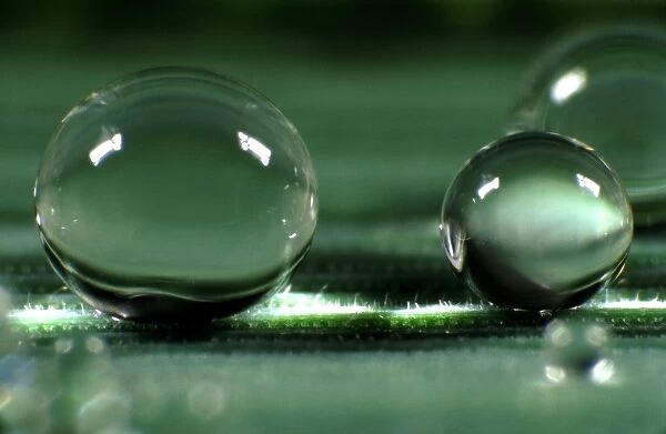 Spherical water droplets on leaf surface with high contact angle