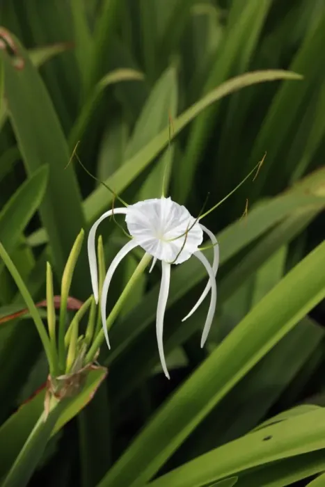 Framed Print : Spider-lily (Hymenocallis occidentalis) flowering, Kota Kinabalu, Sabah, Borneo, Malaysia Framed Print : Spider-lily (Hymenocallis occidentalis) flowering, Kota Kinabalu, Sabah, Borneo, Malaysia