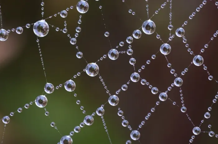Framed Print : Spider web covered with dew drops at dawn, Italy, november