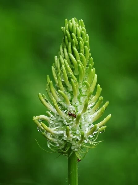 Spiked Rampion (Phyteuma spicatum) close-up of flowerspike, with Wood Ants (Formica sp. ) feeding on nectar, France