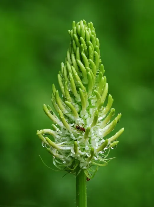 Framed Print : Spiked Rampion (Phyteuma spicatum) close-up of flowerspike, with Wood Ants (Formica sp. ) feeding on nectar, France Framed Print : Spiked Rampion (Phyteuma spicatum) close-up of flowerspike, with Wood Ants (Formica sp. ) feeding on nectar, France