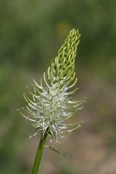 Spiked Rampion (Phyteuma spicatum) flowerspike, Pyrenees, Ariege, France, may