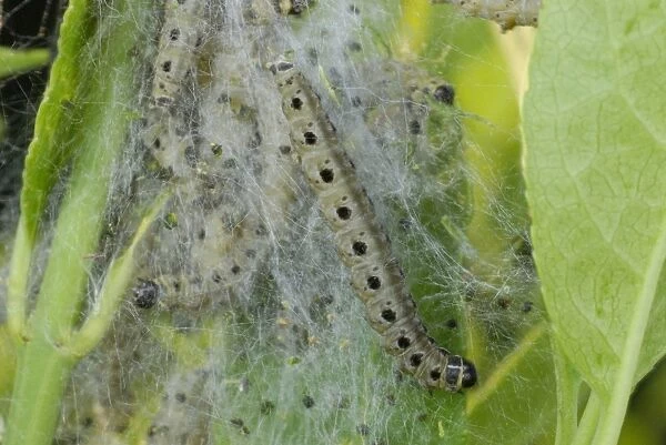 Spindle Ermine (Yponomeuta cagnagella) caterpillars, in silk web on European Spindle (Euonymus europaeus)