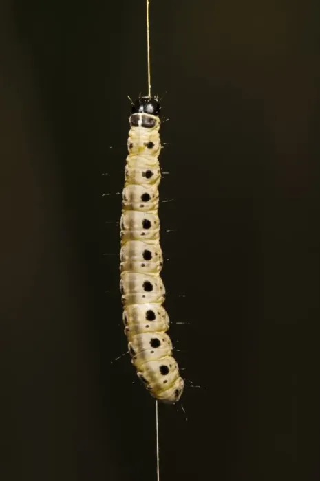 Framed Print : Spindle Ermine (Yponomeuta cagnagella) caterpillar, dangling on silken thread, Bexley, Kent, England, May Framed Print : Spindle Ermine (Yponomeuta cagnagella) caterpillar, dangling on silken thread, Bexley, Kent, England, May