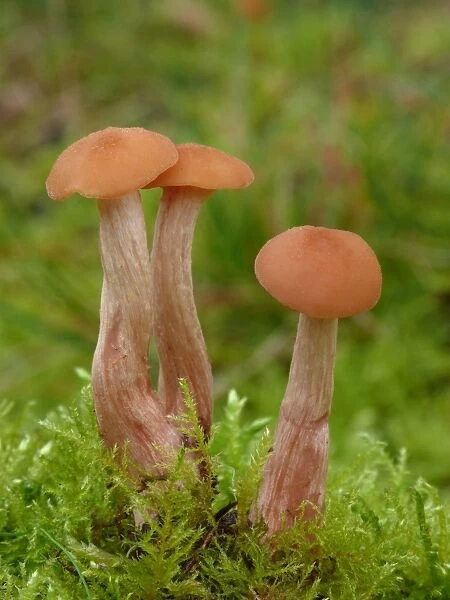 Spindle Shank (Collybia fusipes) fruiting bodies, young stage, growing amongst moss on oak stump, Leicestershire