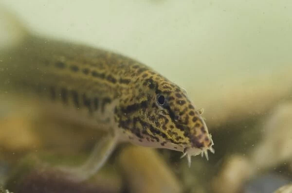 Spined Loach (Cobitis taenia) adult, swimming over gravel, River Trent, Nottinghamshire, England, August (controlled)