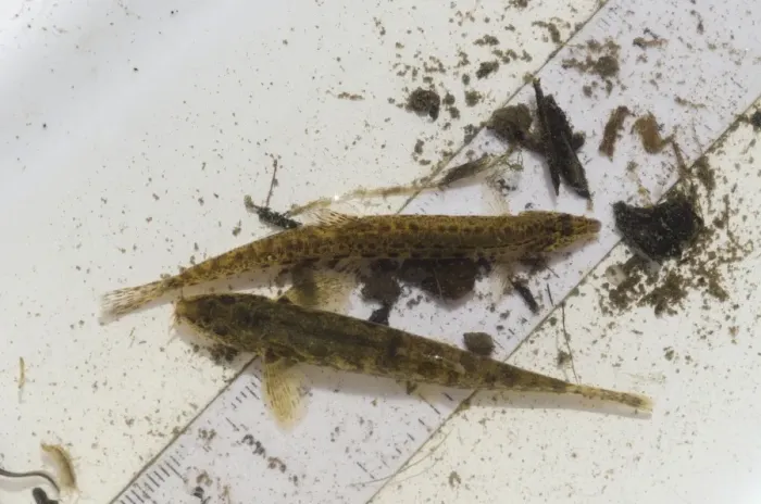 Framed Print : Spined Loach (Cobitis taenia) and (Noemacheilus barbatulus) adults, on ruler in tray during Environment Agency river Framed Print : Spined Loach (Cobitis taenia) and (Noemacheilus barbatulus) adults, on ruler in tray during Environment Agency river