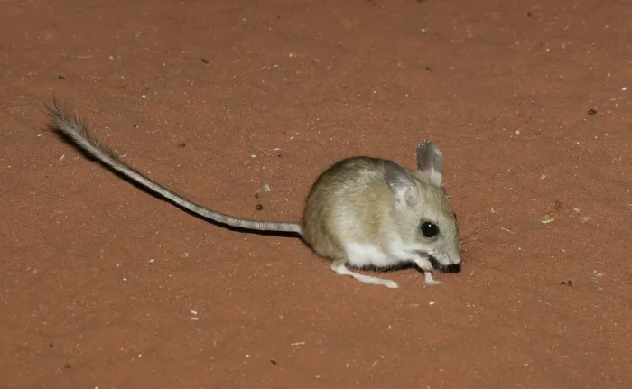 Framed Print : Spinifex Hopping Mouse (Notomys alexis) foraging on sand, Australia Framed Print : Spinifex Hopping Mouse (Notomys alexis) foraging on sand, Australia