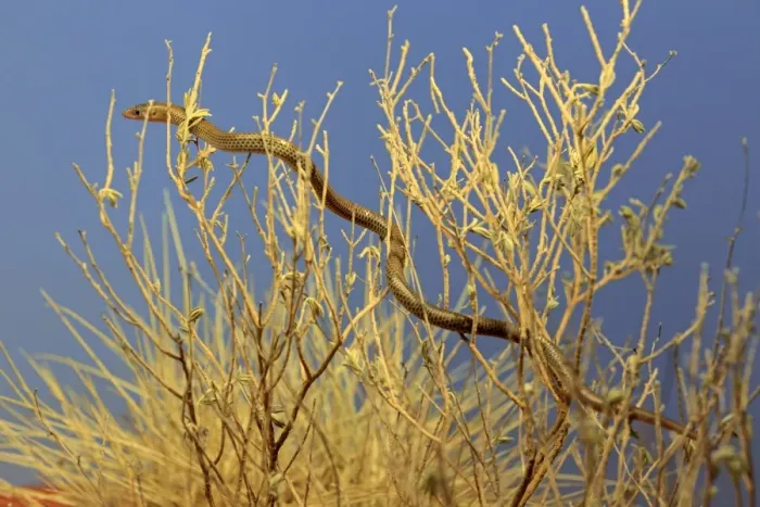 Framed Print : Spinifex Legless Lizard (Delma nasuta) adult, climbing amongst twigs in desert, Outback, Northern Territory, Australia