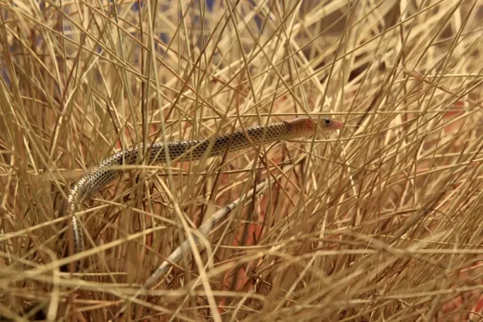 Framed Print : Spinifex Legless Lizard (Delma nasuta) adult, climbing amongst dry stems in desert, Outback, Northern Territory, Australia Framed Print : Spinifex Legless Lizard (Delma nasuta) adult, climbing amongst dry stems in desert, Outback, Northern Territory, Australia
