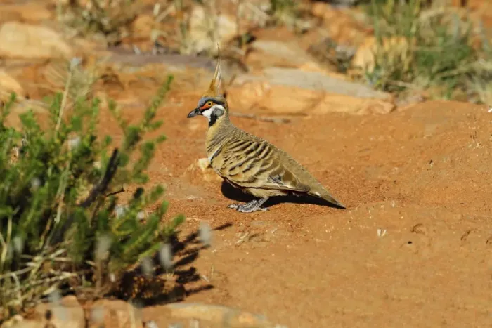 Framed Print : Spinifex Pigeon (Geophaps plumifera) adult male, standing on ground, Pound Walk, Ormiston Gorge, West MacDonnell N. P Framed Print : Spinifex Pigeon (Geophaps plumifera) adult male, standing on ground, Pound Walk, Ormiston Gorge, West MacDonnell N. P