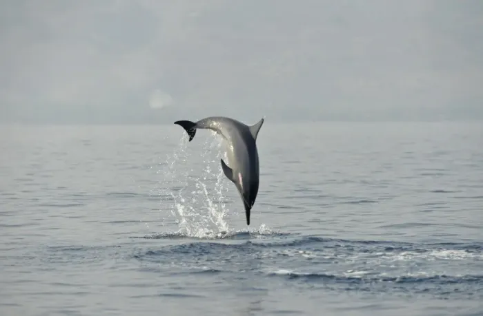 Framed Print : Spinner Dolphin (Stenella longirostris) adult, leaping and spinning out of sea, Bali, Lesser Sunda Islands, Indonesia Framed Print : Spinner Dolphin (Stenella longirostris) adult, leaping and spinning out of sea, Bali, Lesser Sunda Islands, Indonesia