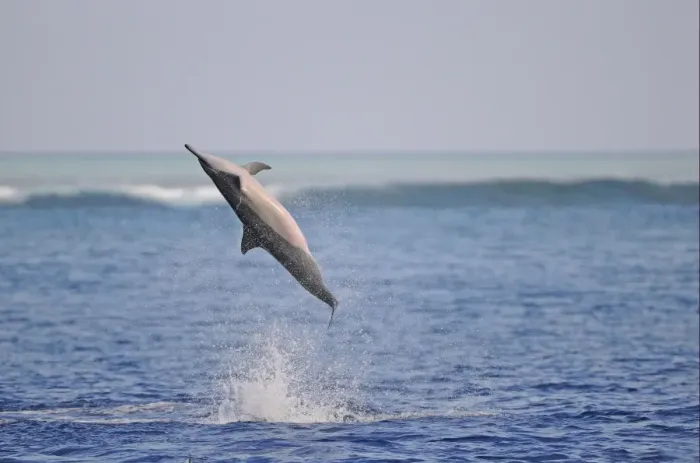 Framed Print : Spinner Dolphin (Stenella longirostris) adult, leaping and spinning out of water, Maldives, march Framed Print : Spinner Dolphin (Stenella longirostris) adult, leaping and spinning out of water, Maldives, march
